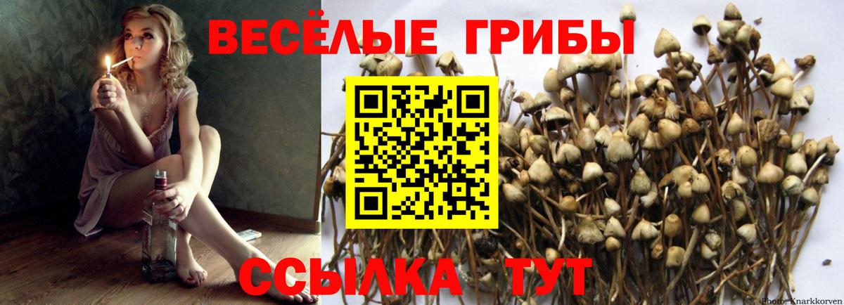Галлюциногенные грибы Psilocybe Изобильный